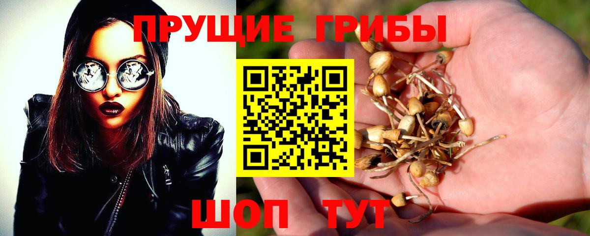 Санкт-Петербург  Галлюциногенные грибы прущие грибы  Вход с VPN 
